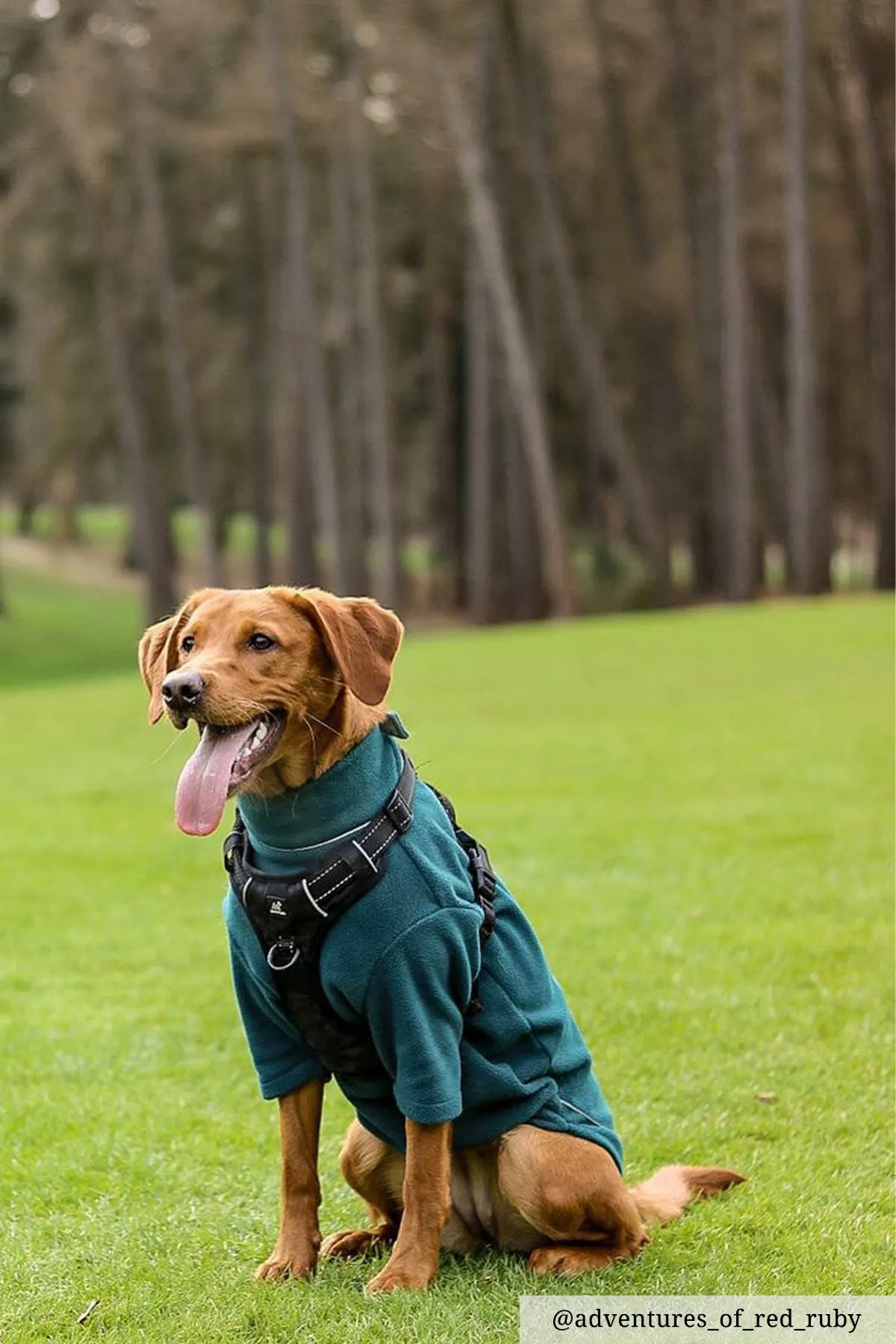 Fleece Dog Jumper - Yapham