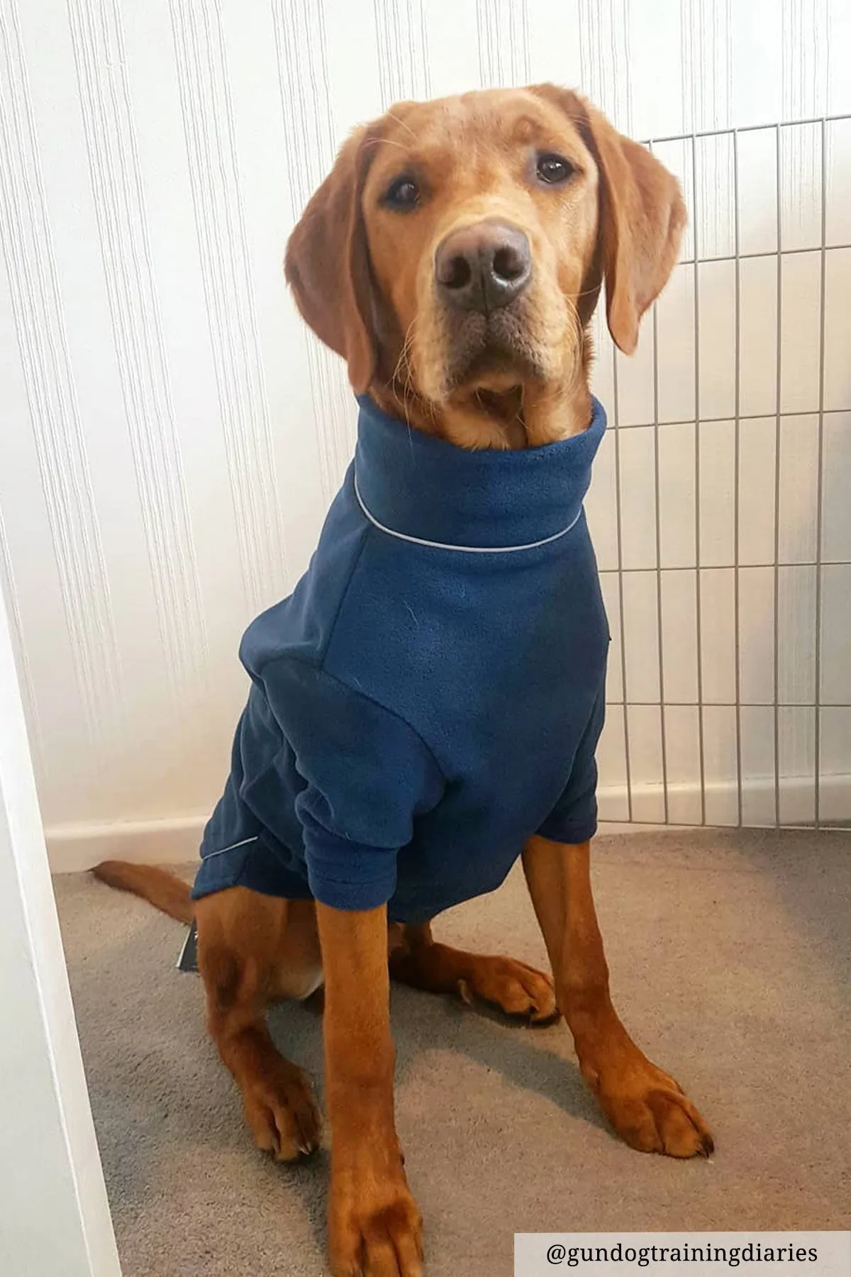 Fleece Dog Jumper - Yapham