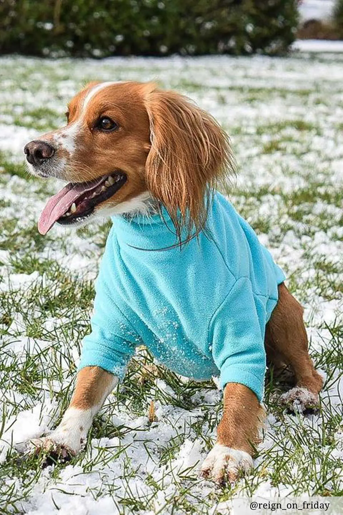 Fleece Dog Jumper - Yapham